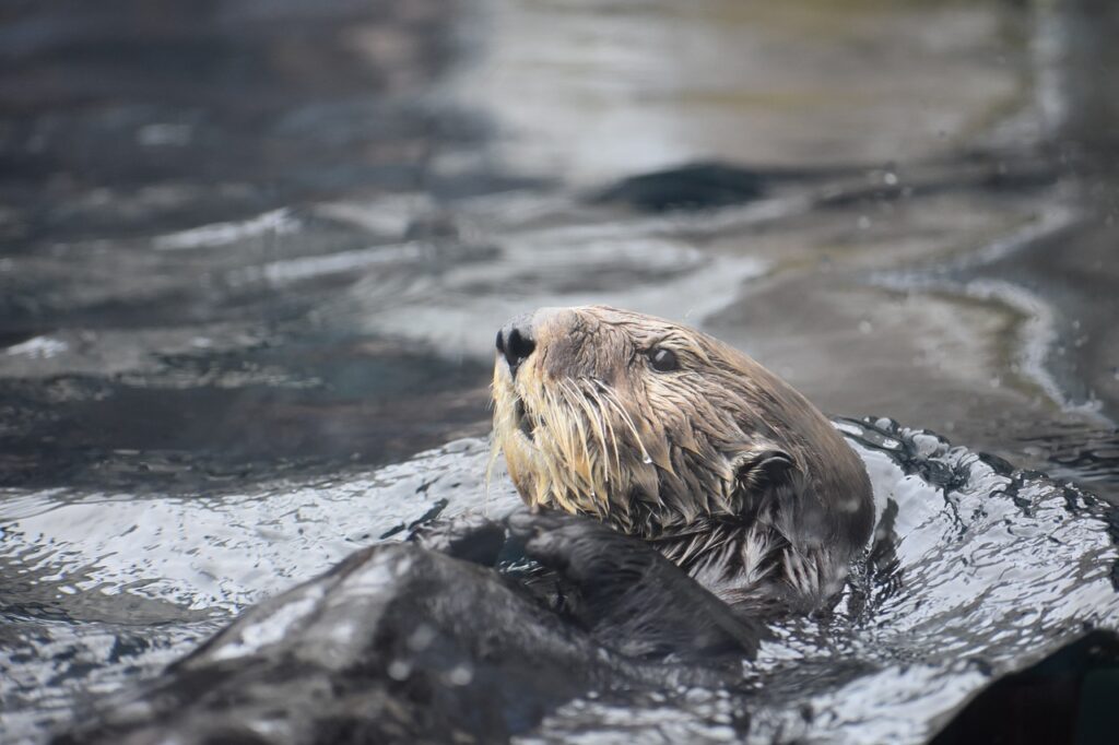 Photograph of sea otter (by Sarah Peets)